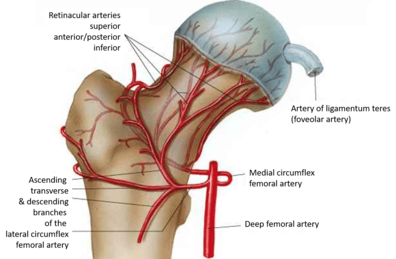 A medical diagram showing the blood supply to the hip