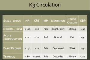 A slide showing K9 circulation values relative to stages of shock
